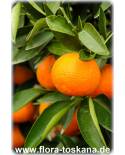 Citrus clementina - Clementine