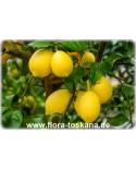 Citrus limon 'Lunario' - Lemon, Four-Seasons-Lemon