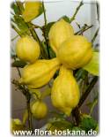 Citrus limon 'Canaliculata' - Gefurchte Zitrone