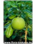 Citrus maxima x Citrus paradisi - Pomelo, Papmelmuse x Grapefruit, Großfrüchtige Zitruspflanze