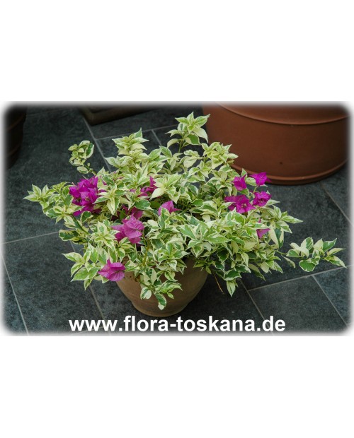 Bougainvillea glabra 'Variegata' - Bougainvillea, Drillingsblume