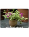 Bougainvillea glabra 'Variegata' - Bougainvillea, Drillingsblume