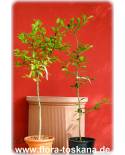 Citrus macrophylla - Alemow, Zitrus-Wildart