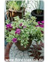 Bougainvillea glabra 'Variegata' - Bougainvillea, Drillingsblume