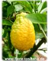 Citrus medica 'Maxima' - Giant Citron