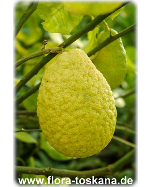 Citrus medica 'Maxima' - Giant Citron