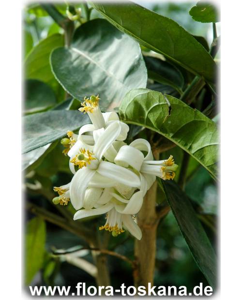 Citrus medica 'Maxima' - Giant Citron