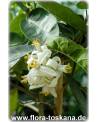Citrus medica 'Maxima' - Giant Citron