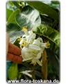 Citrus medica 'Maxima' - Giant Citron