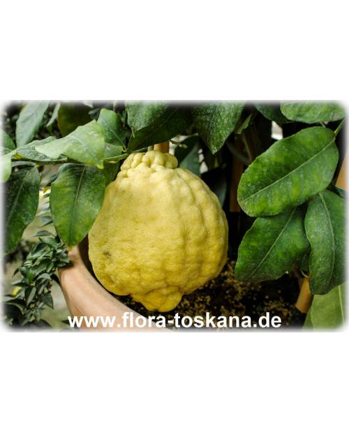 Citrus medica 'Maxima' - Giant Citron