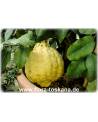 Citrus medica 'Maxima' - Giant Citron