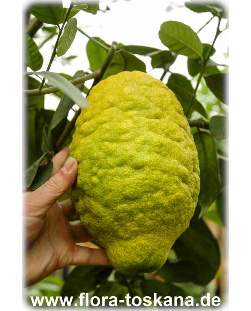 Citrus medica 'Maxima' - Giant Citron