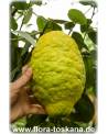 Citrus medica 'Maxima' - Giant Citron