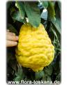 Citrus medica 'Maxima' - Giant Citron