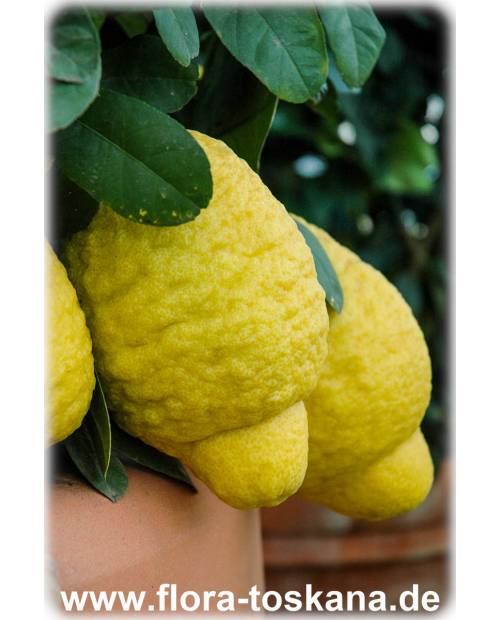 Citrus medica 'Maxima' - Giant Citron