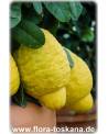 Citrus medica 'Maxima' - Giant Citron