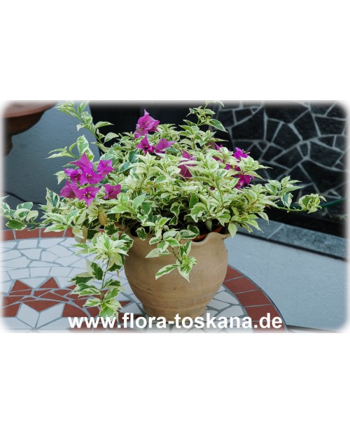 Bougainvillea glabra 'Variegata' - Bougainvillea, Drillingsblume