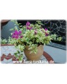 Bougainvillea glabra 'Variegata' - Bougainvillea, Drillingsblume