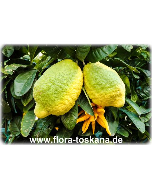 Citrus medica 'Maxima' - Giant Citron