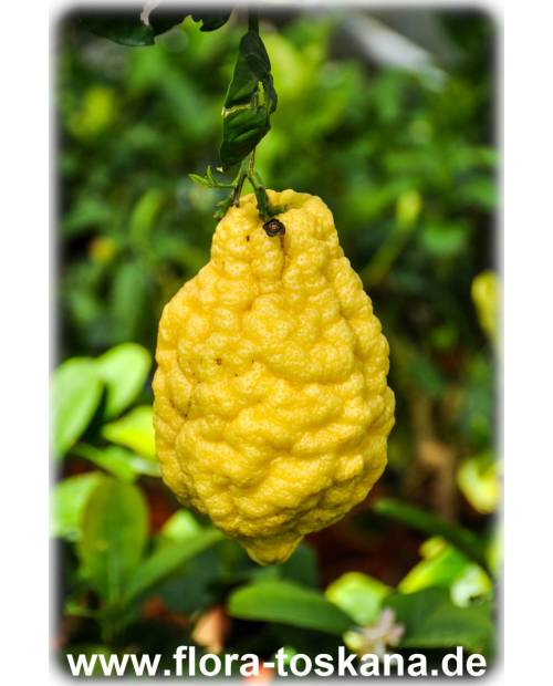 Citrus medica 'Maxima' - Giant Citron