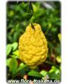 Citrus medica 'Maxima' - Giant Citron