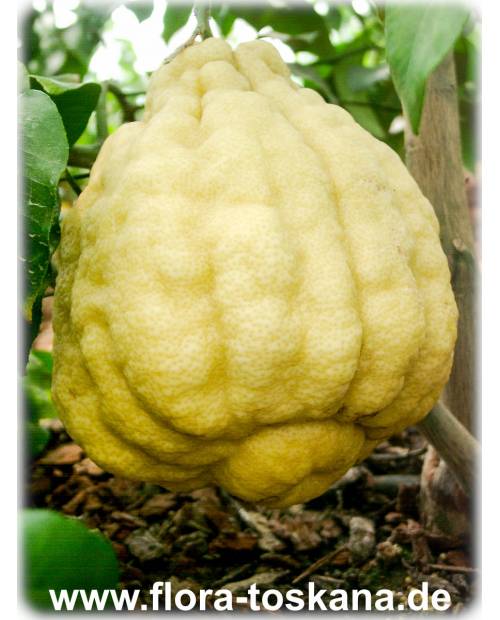 Citrus medica 'Maxima' - Giant Citron