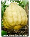 Citrus medica 'Maxima' - Giant Citron