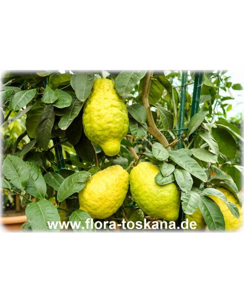 Citrus medica 'Maxima' - Giant Citron