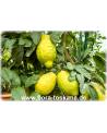 Citrus medica 'Maxima' - Giant Citron