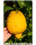 Citrus medica 'Maxima' - Riesen-Zitronat-Zitrone, Zitronatzitrone, Cedrat-Zitrone