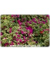 Bougainvillea glabra 'Variegata' - Bougainvillea, Drillingsblume