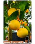 Citrus paradisi 'Marsh Seedless' - Grapefruit, Pompelmo