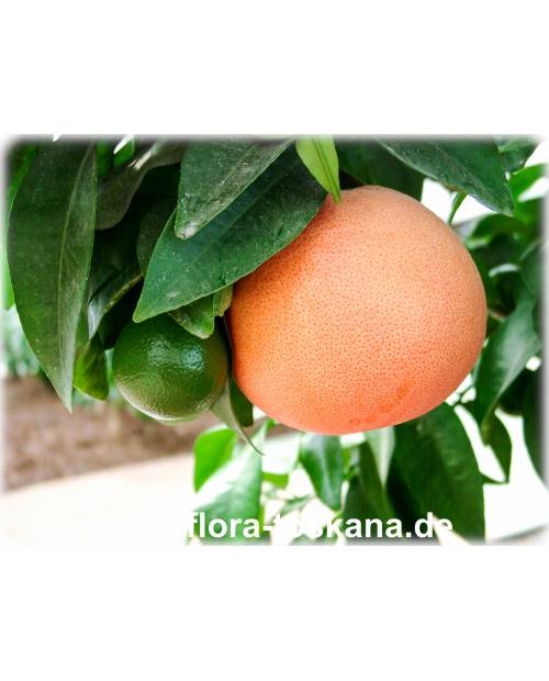 Citrus paradisi 'Star Ruby' - Red Grapefruit, Red Pomelo
