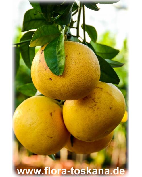 Citrus paradisi 'Star Ruby' - Red Grapefruit, Red Pomelo