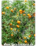 Citrus reticulata - Mandarin Orange, Tangerine
