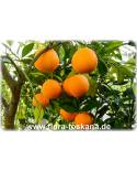 Citrus sinensis 'Navel' - Orange (Pflanze), Orangenbäumchen, Nabel-Orange