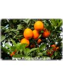 Citrus sinensis 'Navel' - Navel Orange