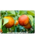 Citrus sinensis 'Sanguinello' - Blood Orange
