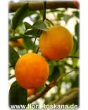 Citrus sinensis 'Valencia Late' - Valencia Orange