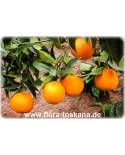 Citrus sinensis 'Valencia Late' - Valencia Orange