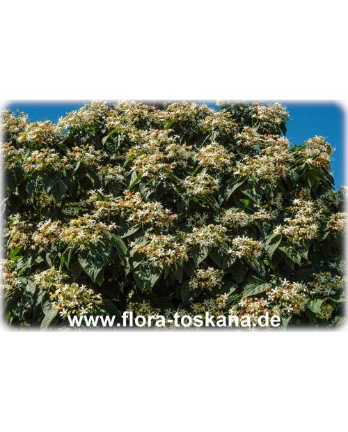 Clerodendrum trichotomum - Japanischer Losbaum, Chinesischer Losbaum