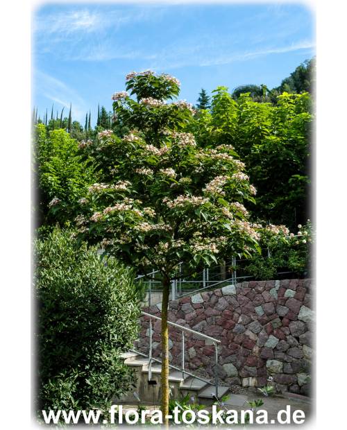 Clerodendrum trichotomum - Japanischer Losbaum, Chinesischer Losbaum