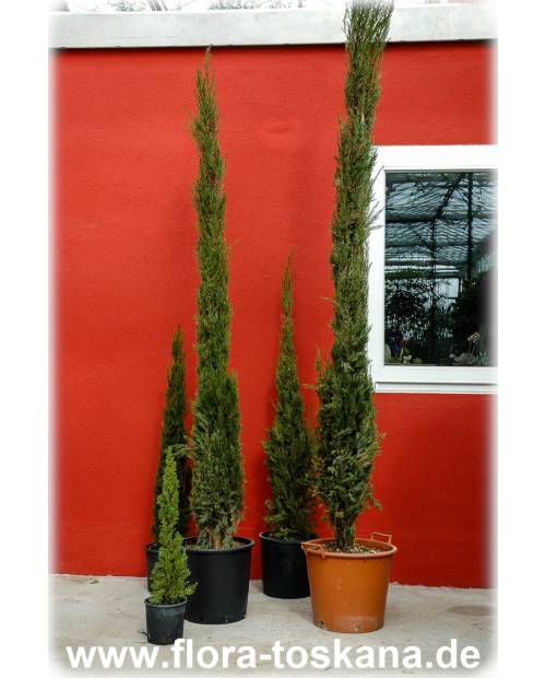 Cupressus sempervirens 'Pyramidalis'/'Stricta' - Mittelmeer-Zypresse, Säulen-Zypresse, Italienische Zypresse