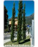 Cupressus sempervirens 'Pyramidalis'/'Stricta' - Italian Cypress, Mediterranean Cypress