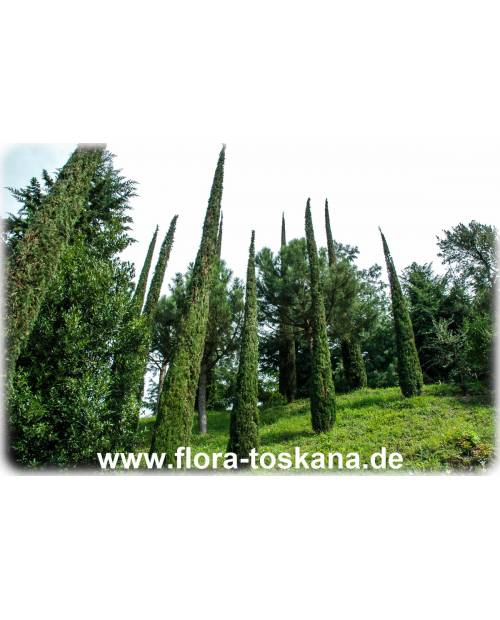 Cupressus sempervirens 'Pyramidalis'/'Stricta' - Mittelmeer-Zypresse, Säulen-Zypresse, Italienische Zypresse