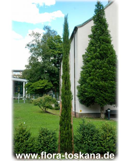 Cupressus sempervirens 'Pyramidalis'/'Stricta' - Mittelmeer-Zypresse, Säulen-Zypresse, Italienische Zypresse