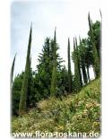 Cupressus sempervirens 'Pyramidalis'/'Stricta' - Mittelmeer-Zypresse, Säulen-Zypresse, Italienische Zypresse