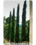 Cupressus sempervirens 'Pyramidalis'/'Stricta' - Italian Cypress, Mediterranean Cypress