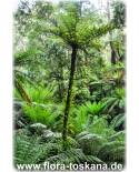Cyathea australis - Australischer Baumfarn
