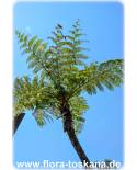 Cyathea australis - Rough Tree Fern